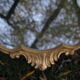 Mirror style Louis XV wood and gilded stucco 77 x 47 cm