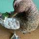 Canard en terre cuite polychrome