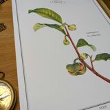 Printed in 1986, The Tea Planter. Original Vintage and Authentic.