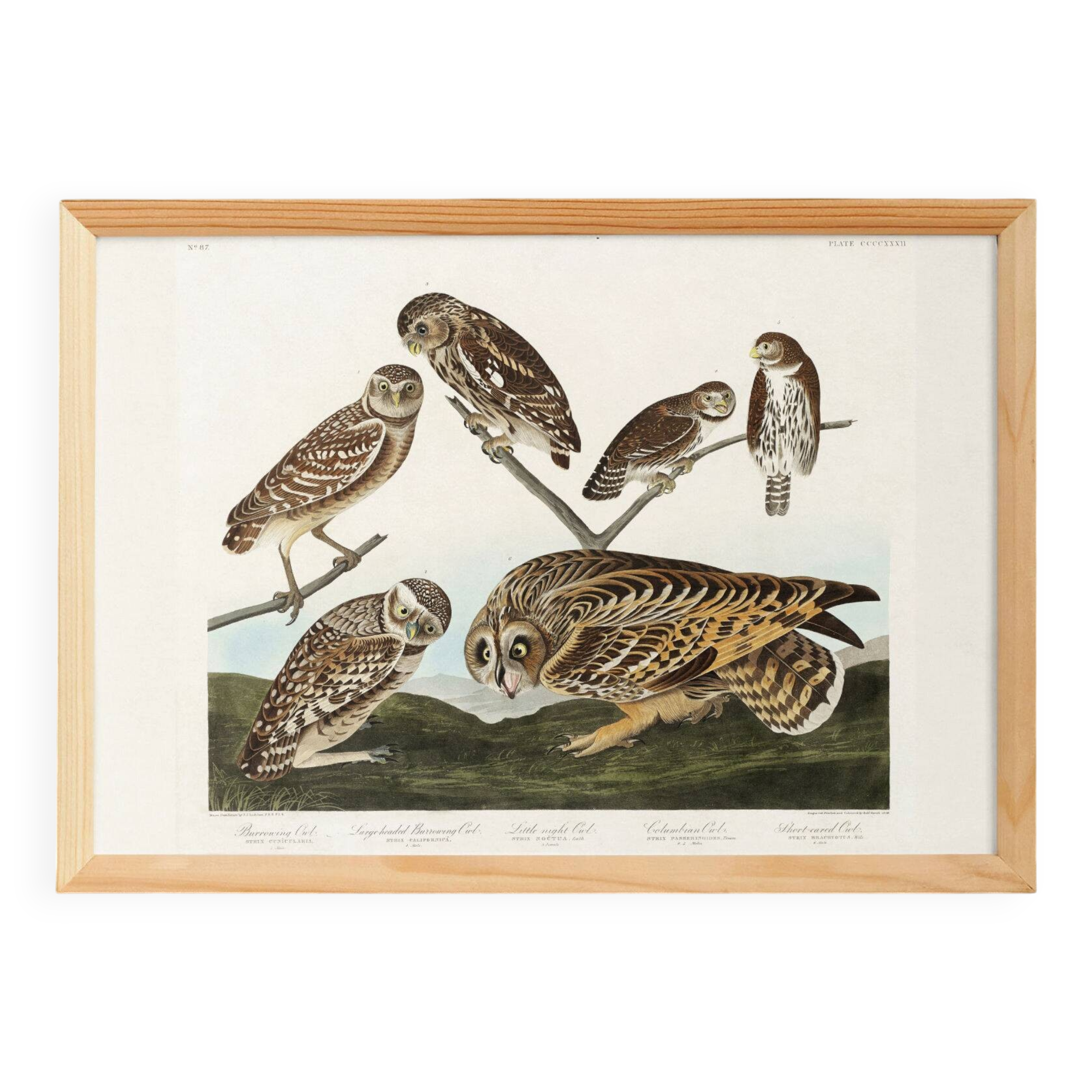 Poster about owls, based on an old engraving from 1827.