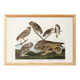 Poster about owls, based on an old engraving from 1827.