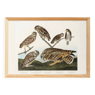 Poster about owls, based on an old engraving from 1827.
