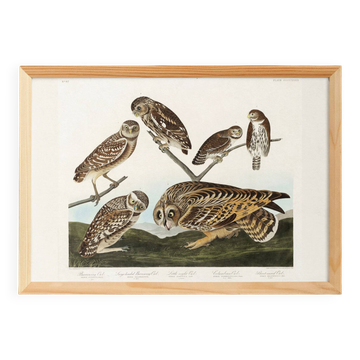Poster about owls, based on an old engraving from 1827.