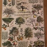 Botanical trees original Larousse plates from the beginning of the century