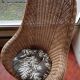 Rattan garden furniture set consisting of 3 armchairs and matching table