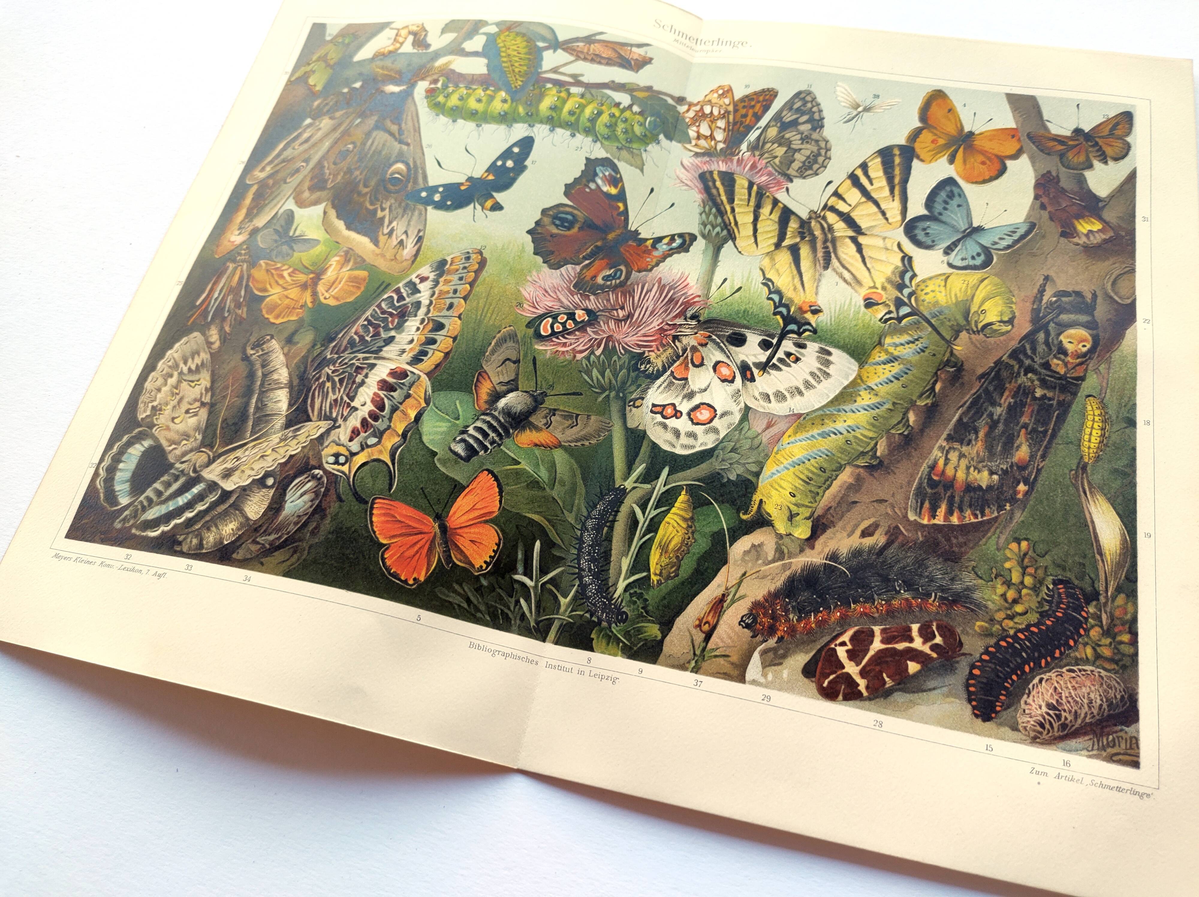 Plate from 1909 - Butterfly - Old entomological poster from 1909