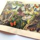 Plate from 1909 - Butterfly - Old entomological poster from 1909