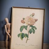 Litho Rosier Duchesse Orléans