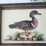 Ancient framed duck
