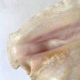 Large conch shell, giant conch