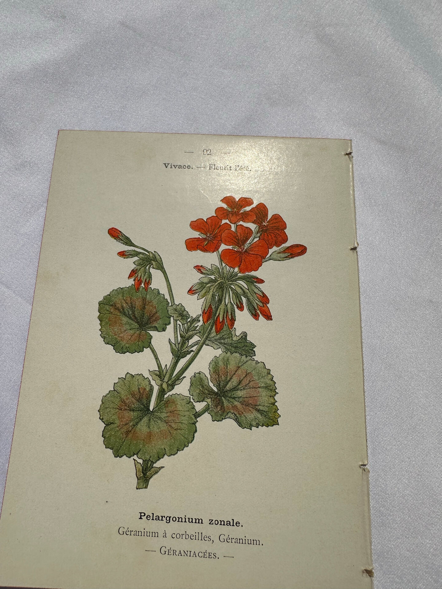🌿 Botanical Plate Old Naturalist Engraving 19th Century Double-Sided A