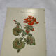 🌿 Botanical Plate Old Naturalist Engraving 19th Century Double-Sided A