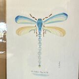 Blue dragonfly frame