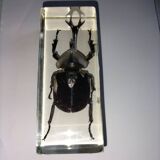 Authentic Japanese Rhinoceros Beetle in resin inclusion