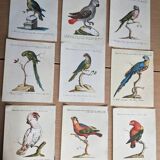 9 bird illustrations: parrots and parakeets