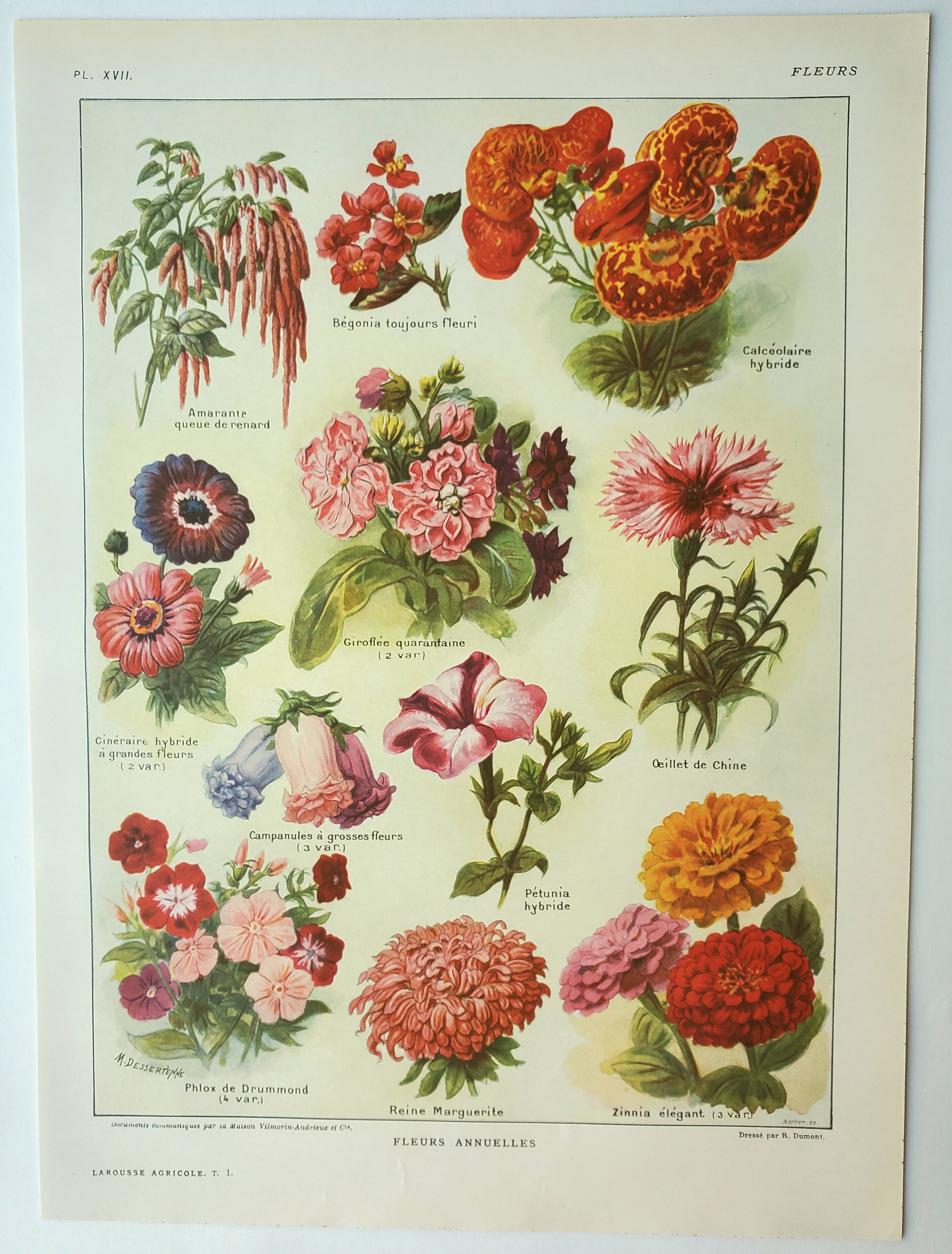 Antique engraving 1922, Annual flowers, botany, garden • Lithograph, original illustration
