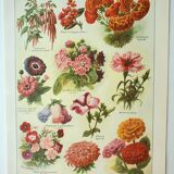 Antique engraving 1922, Annual flowers, botany, garden • Lithograph, original illustration