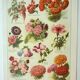 Gravure ancienne 1922, Fleurs annuelles, botanique, jardin • Lithographie, illustration originale