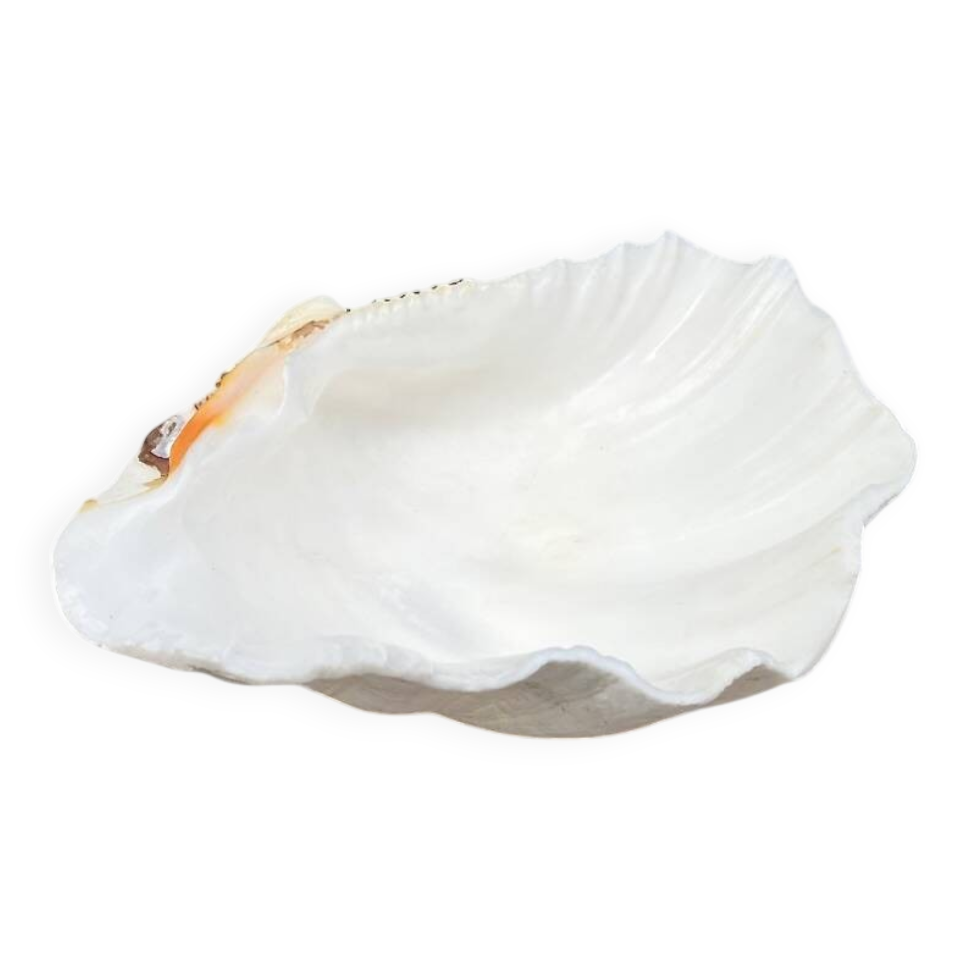 large shell-shaped ashtray Tridacna natural vintage 1970s