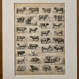 Lithograph on beef - 1900