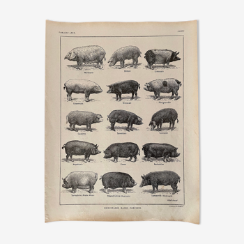 Lithographie sur les porcs et cochons de 1921