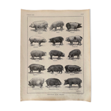 Lithograph on pigs and pigs from 1921