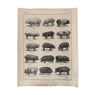 Lithograph on pigs and pigs from 1921