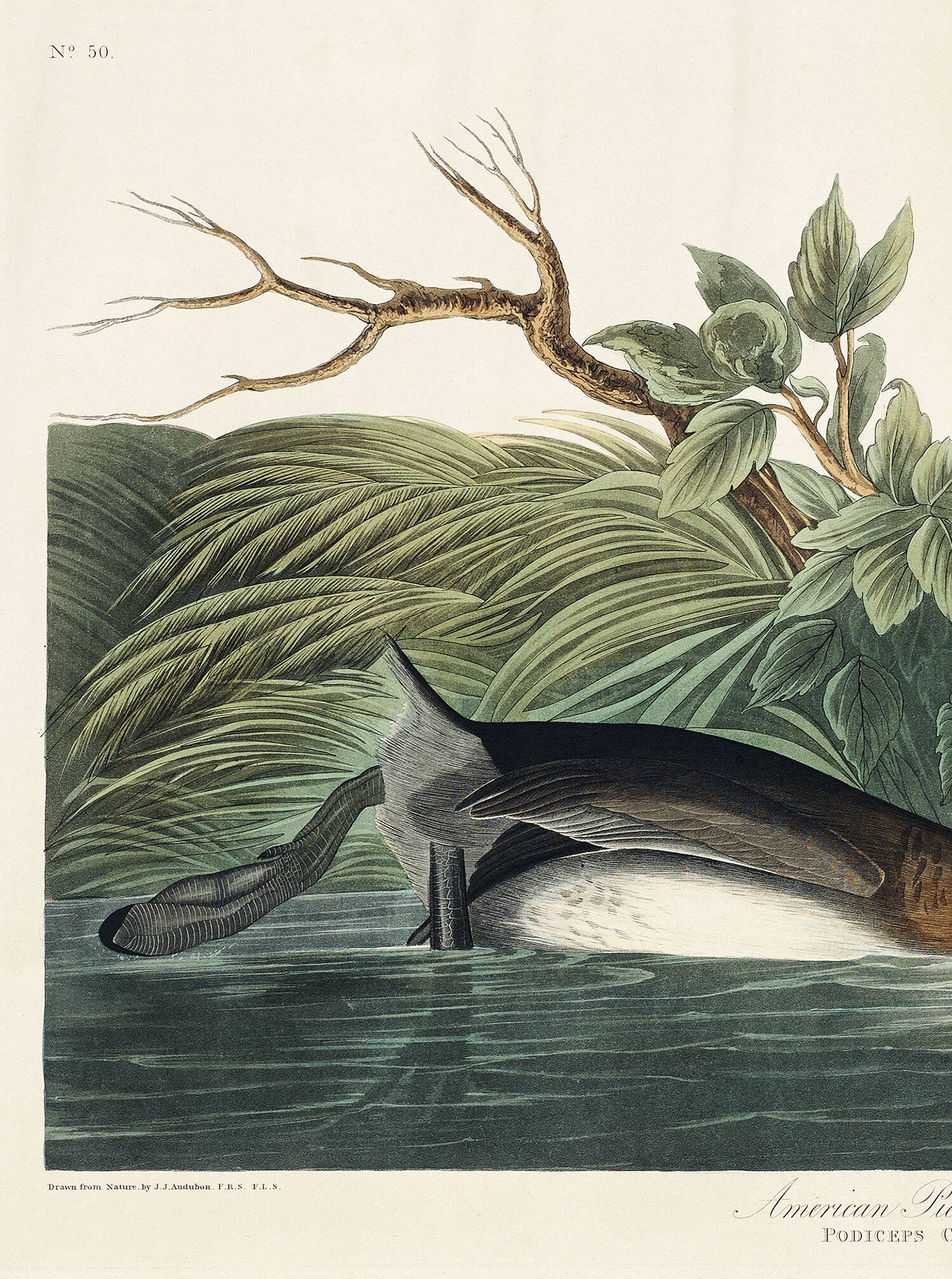 Affiche sur le Grèbe à bec rouge, d’après une gravure ancienne de 1827.