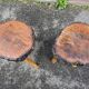 pair of rustic tripod farm stools 1950 brutalist wooden vintage French stool