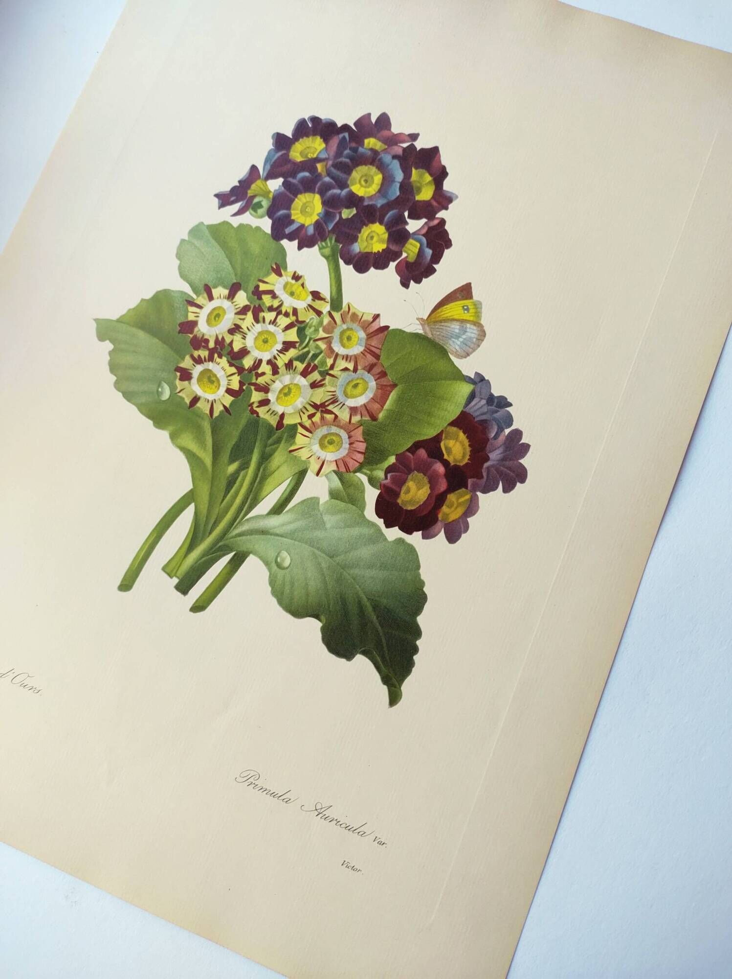 Antique botanical engraving -1955- bear's ear flower - primula auricula- by pj. redouté. vintage