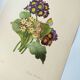 Antique botanical engraving -1955- bear's ear flower - primula auricula- by pj. redouté. vintage