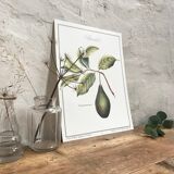 Botanical plank the Lawyer