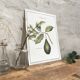 Botanical plank the Lawyer