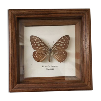 Butterfly naturalized in wooden frame