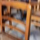 Paire de fauteuils Thonet modèle Boomerang