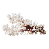 Imposing natural white coral, 70s