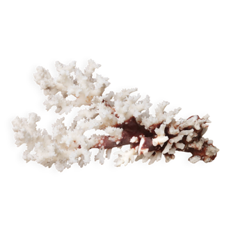 Imposing natural white coral, 70s