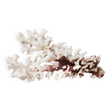 Imposing natural white coral, 70s