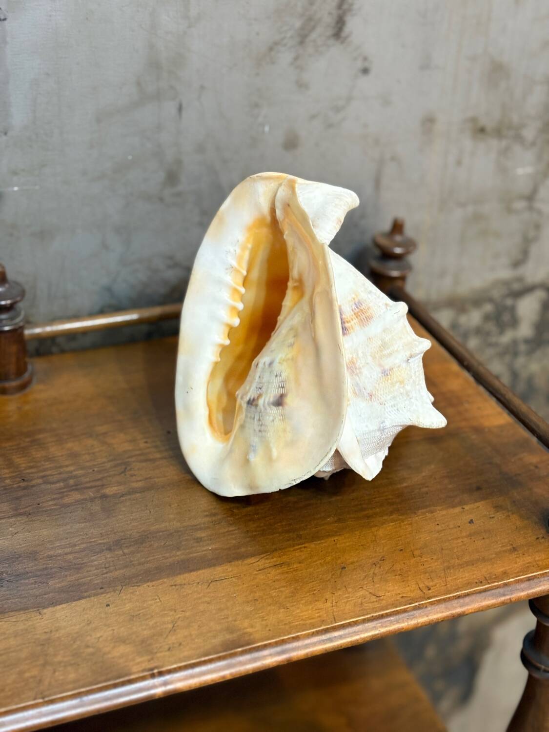Ancient blackcurrant shell