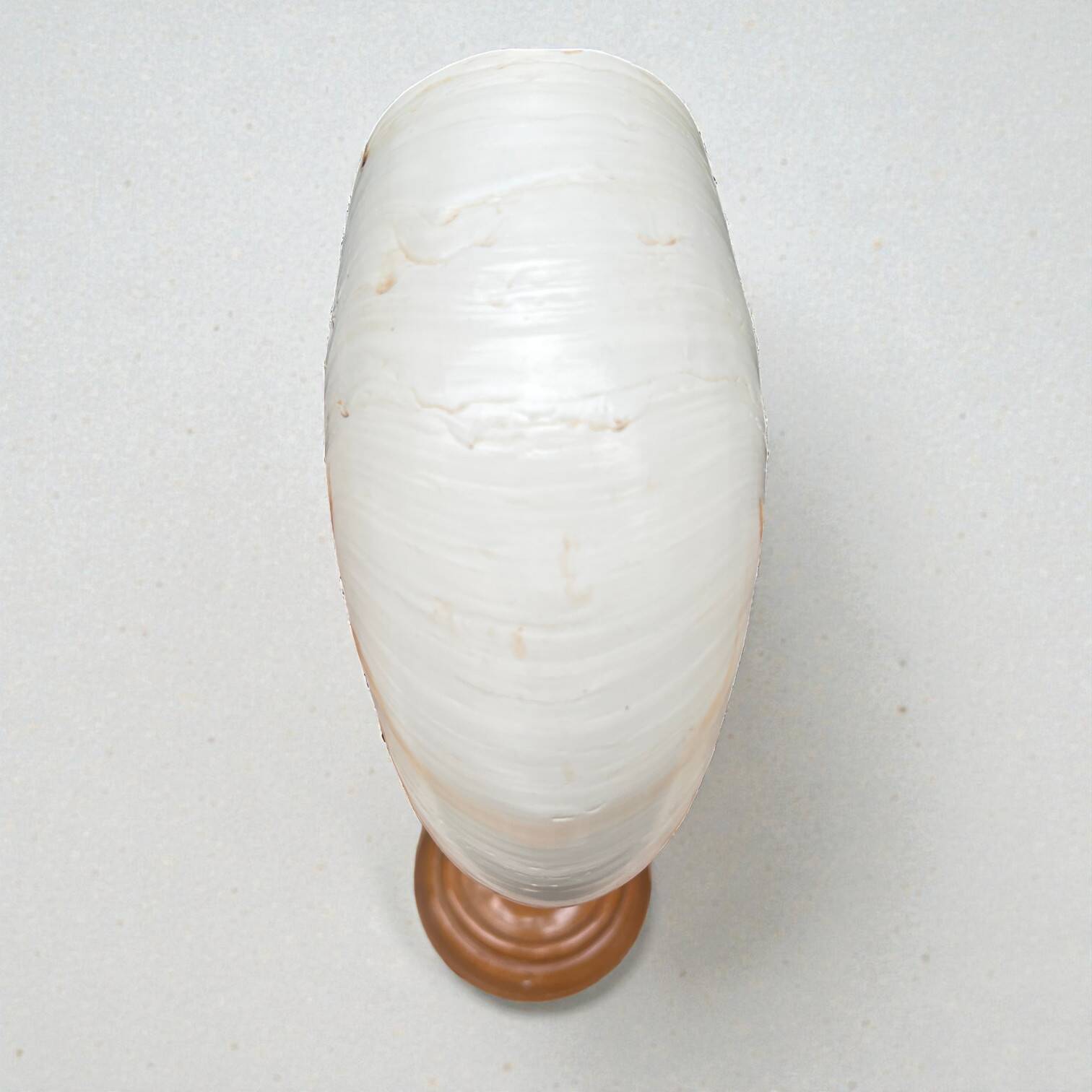 Tiger nautilus shell on a wooden stand, 19th century, Cabinet of curiosities