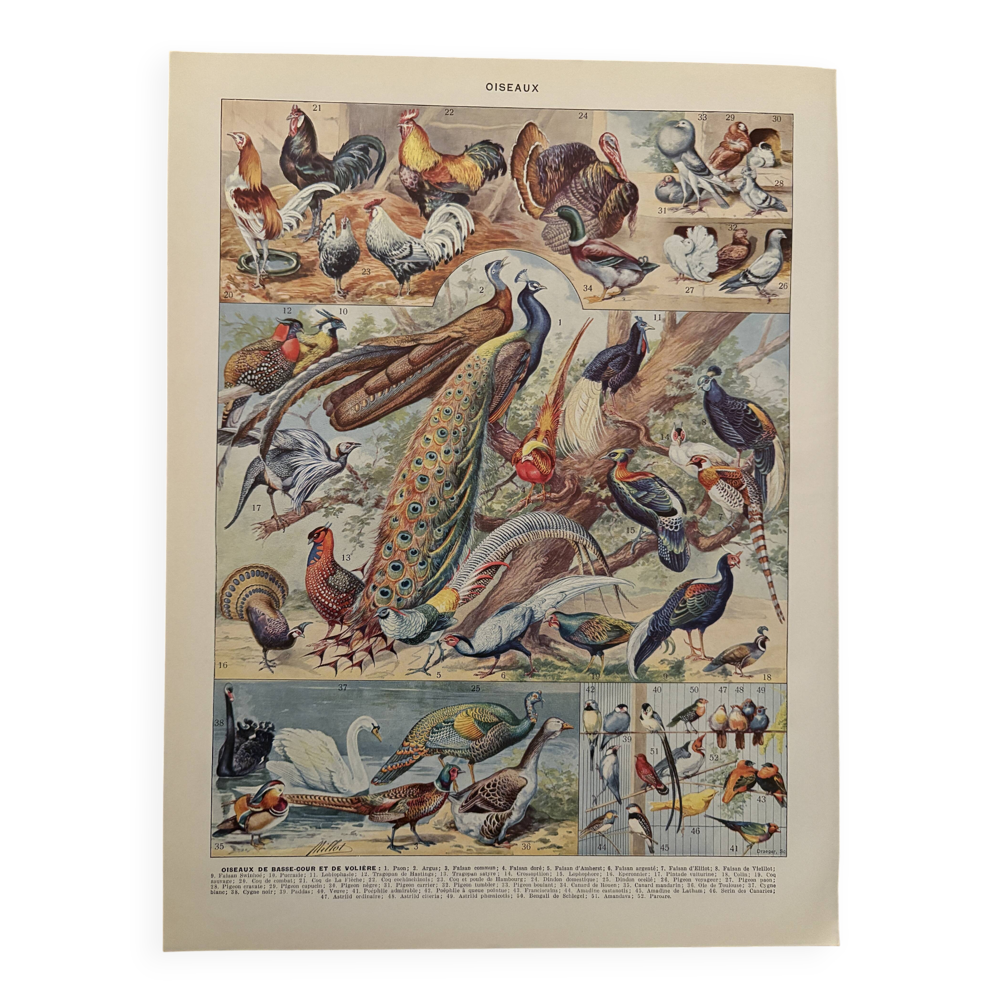 Planche illustrée sur les oiseaux (de basse-cour et volière) - 1930