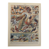 Illustrated plate on birds (farmyard and aviary) - 1930