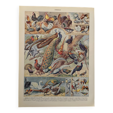 Illustrated plate on birds (farmyard and aviary) - 1930