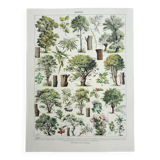 Gravure ancienne 1928, Arbres 2, écorce, tronc, feuilles • Lithographie, Planche originale