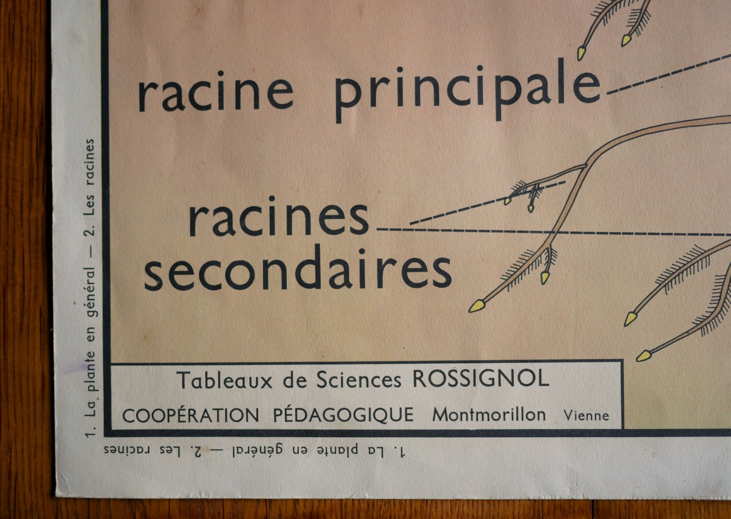 Vintage school botanical poster "La Plante"