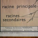 Vintage school botanical poster "La Plante"