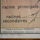 Vintage school botanical poster "La Plante"