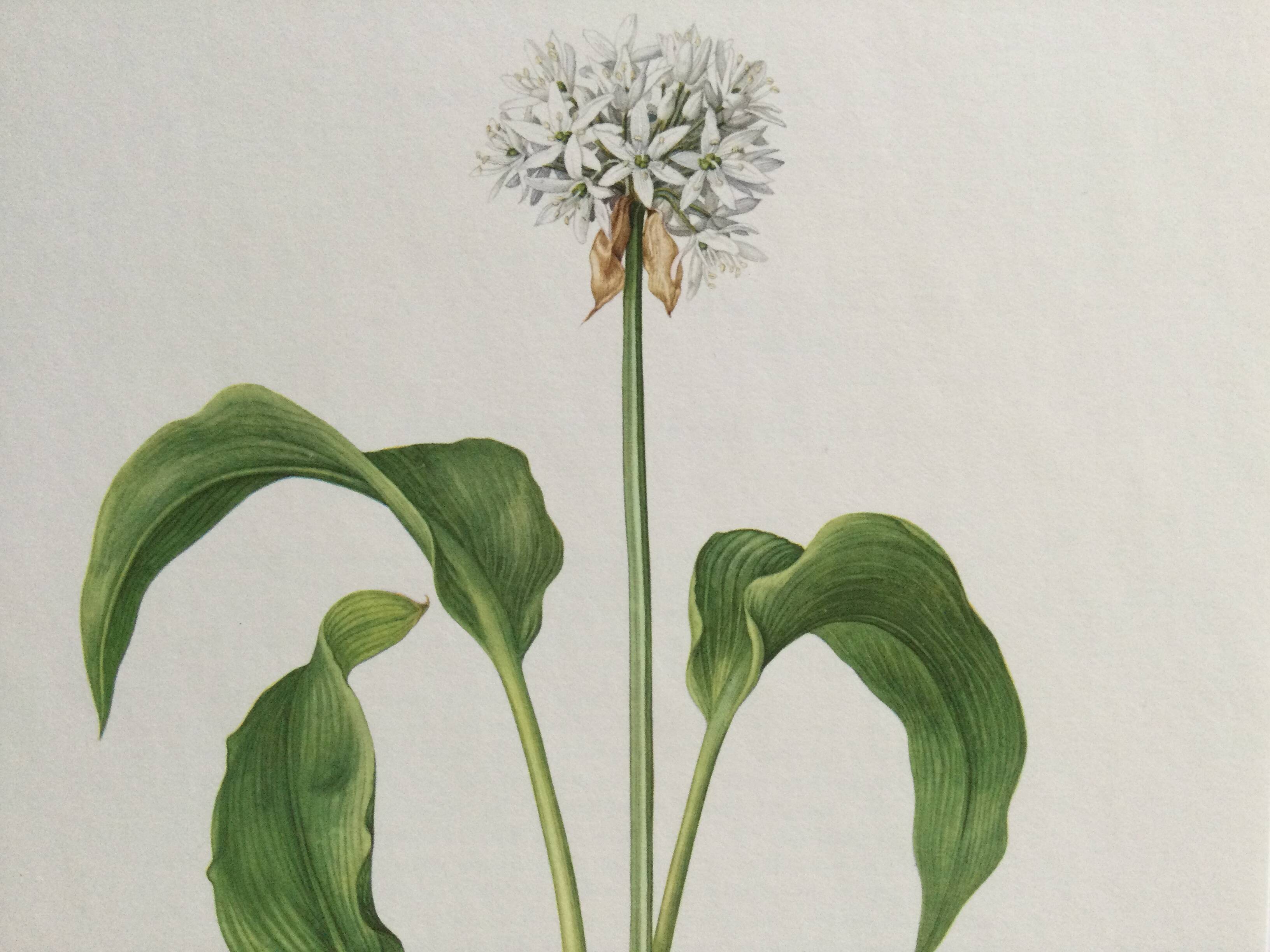 Botanical poster, Old illustration "flowers" from the 60s
