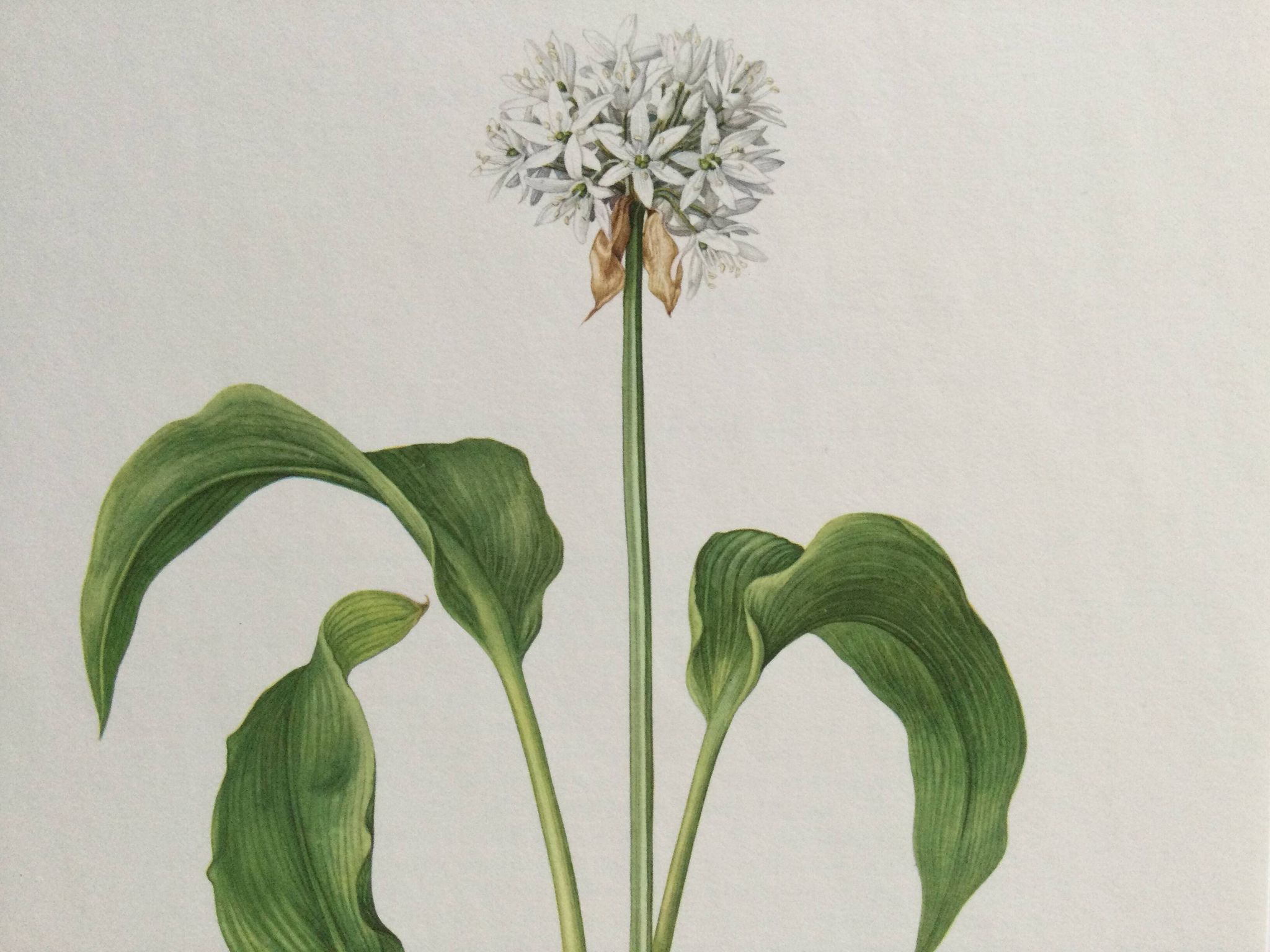 Botanical poster, Old illustration "flowers" from the 60s