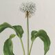 Botanical poster, Old illustration "flowers" from the 60s